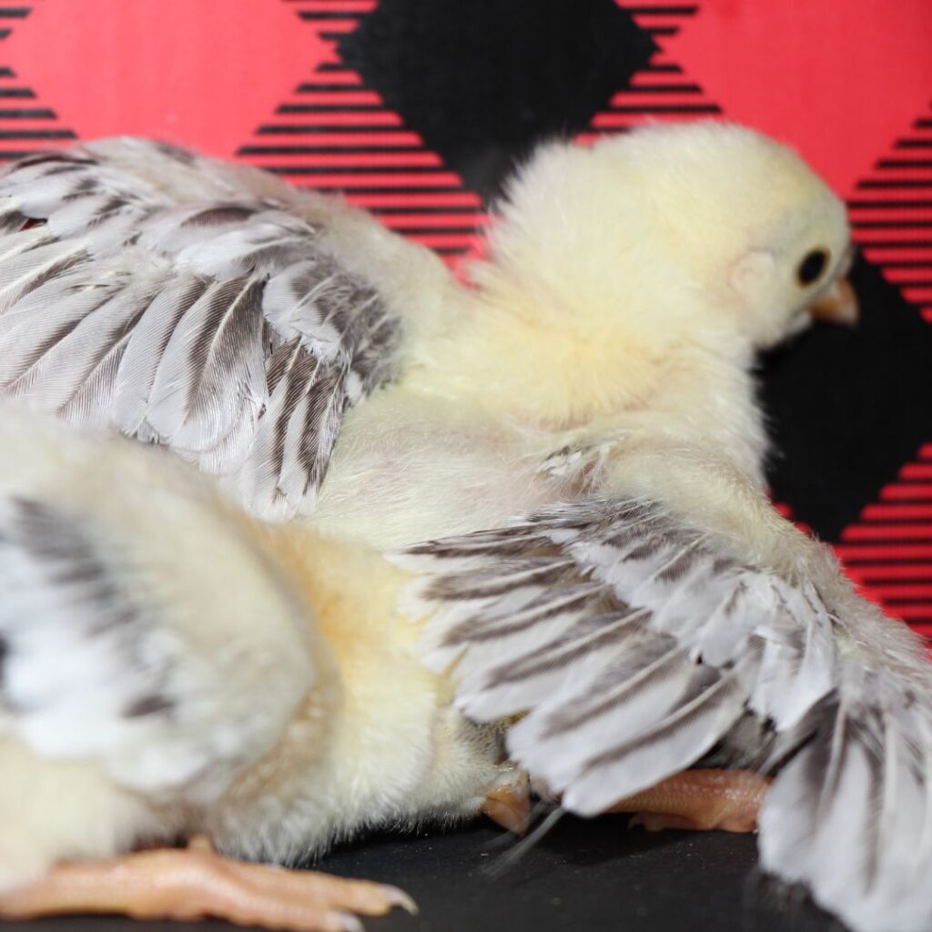 young chicks with feathers starting to grow in