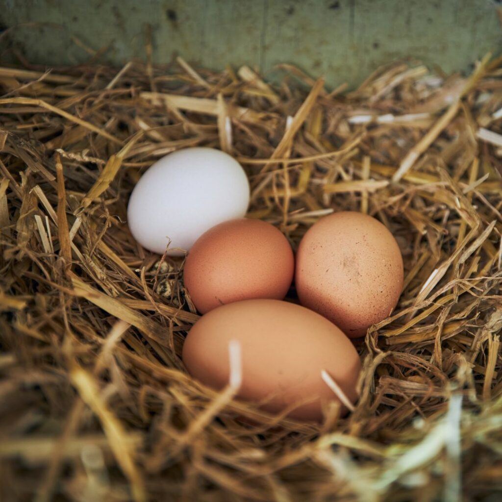 3 brown eggs and 1 white egg in a straw nesting box