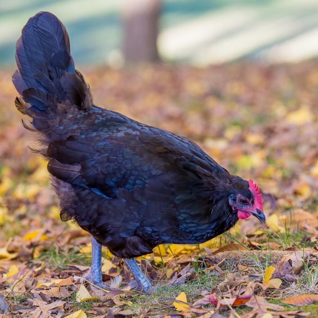 Australorp hen (black)