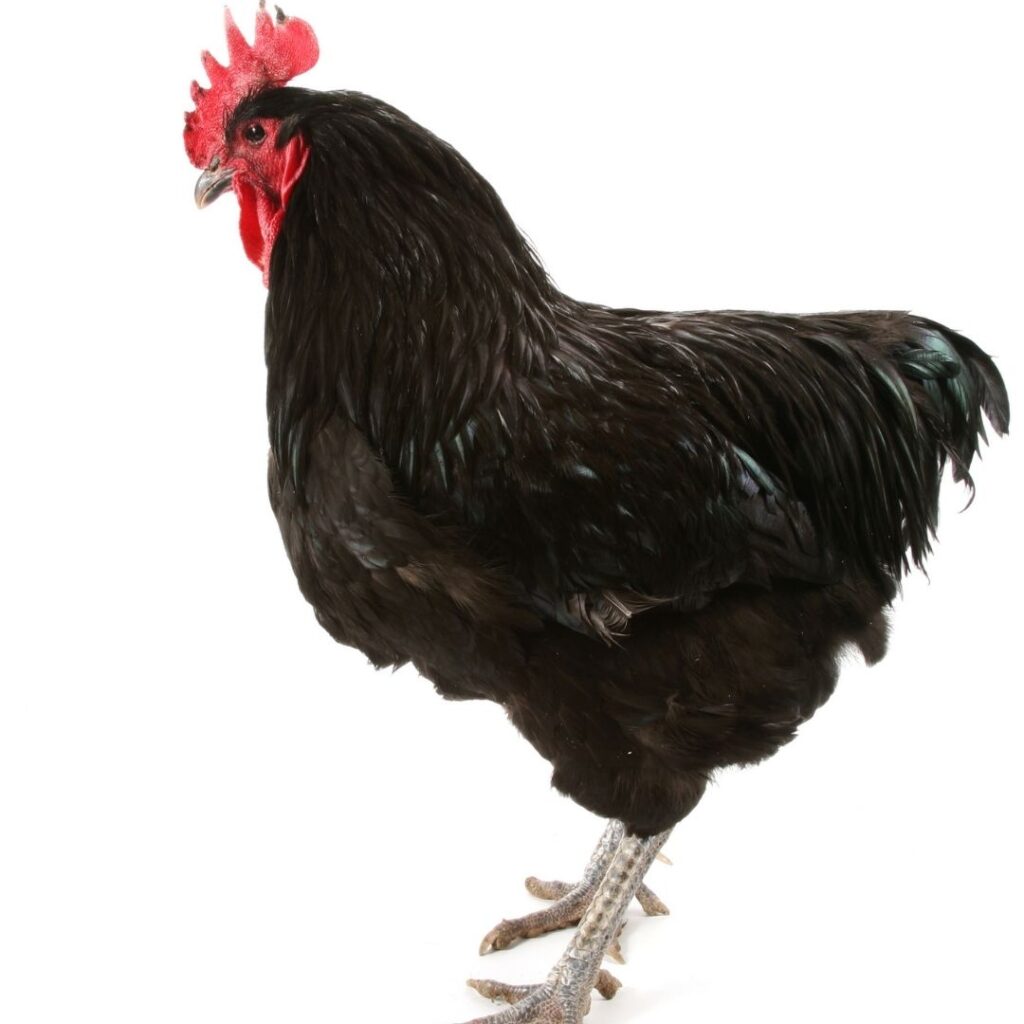 Jersey Giant black rooster