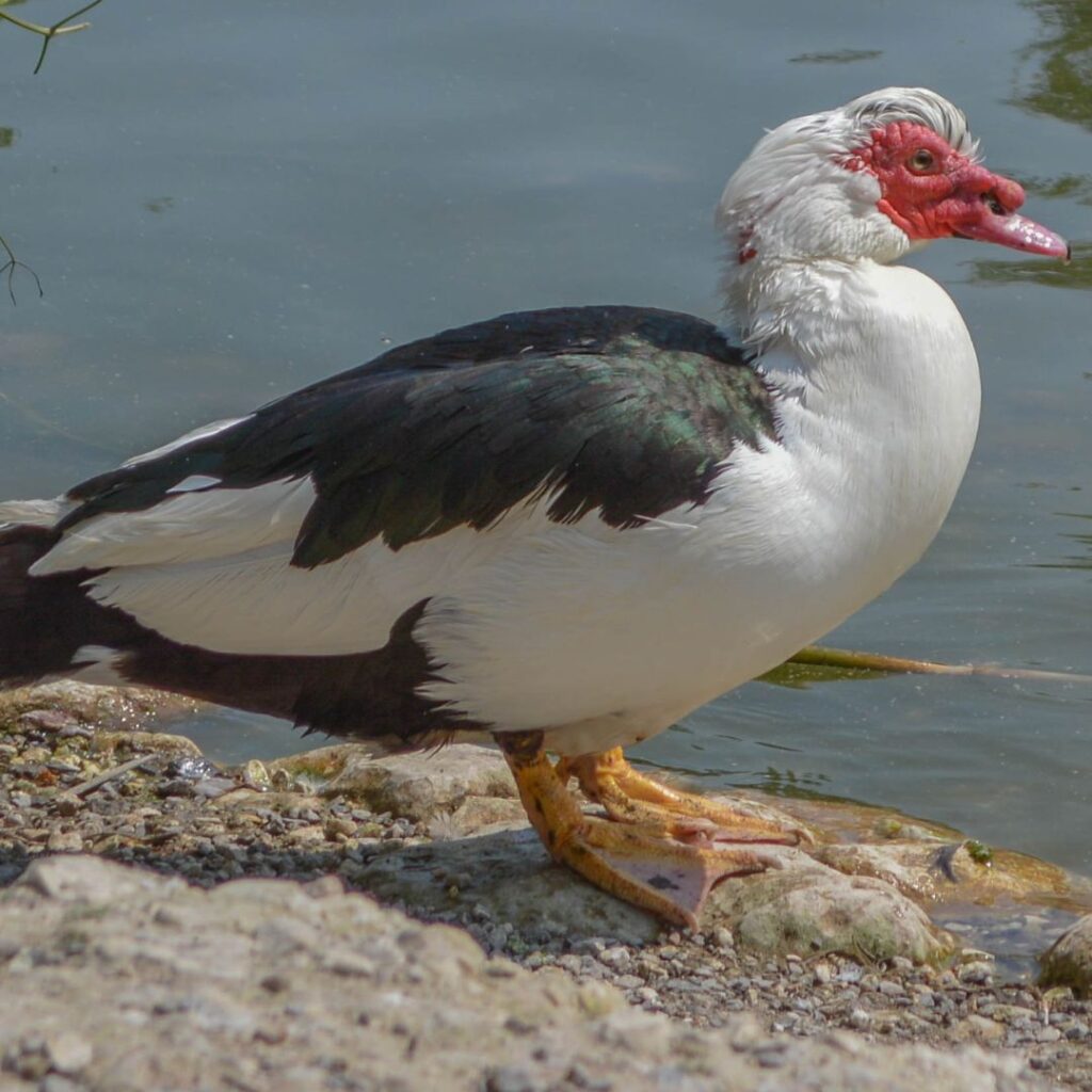 Muscovy Duck on edgge of water