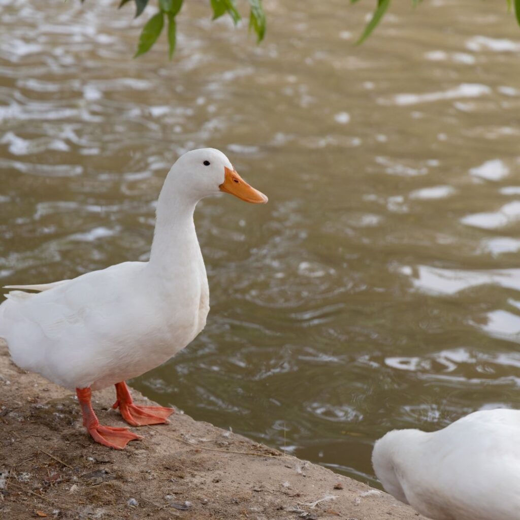 Pekin duck standing on wall at water 's edge