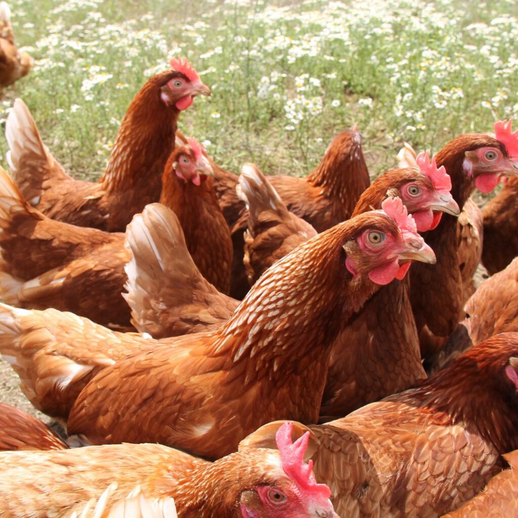 a flock of free range hens