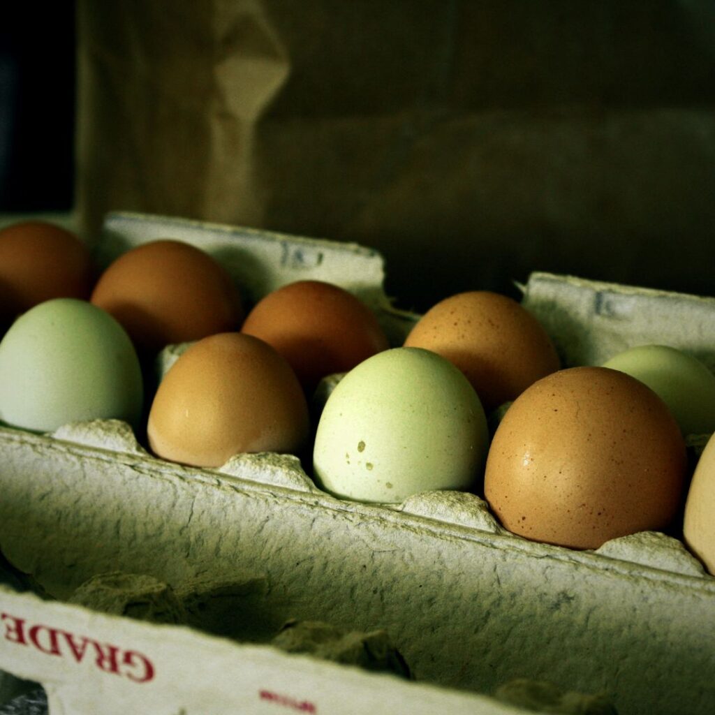 benefits of raising backyard chickens; farm fresh eggs shown in carton. eggs are various sizes, brown and green colors