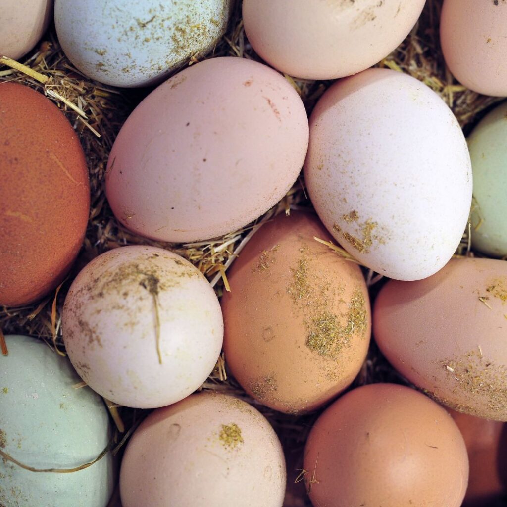 benefits of raising backyard chickens is eggs