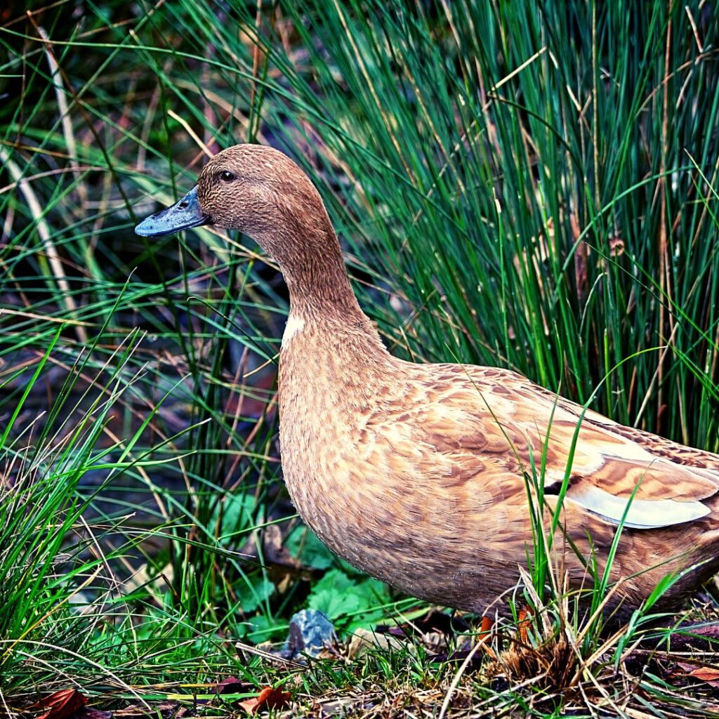 buff duck in grass by pond