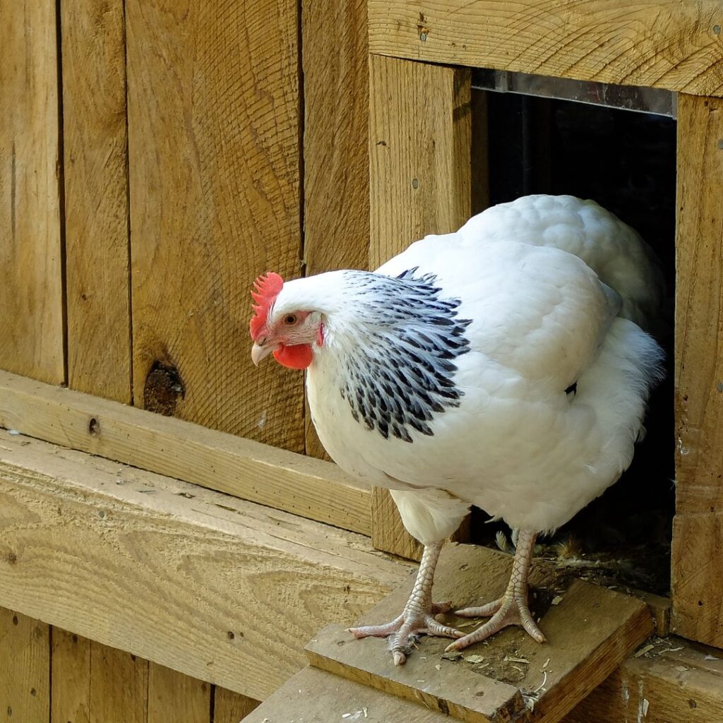chicken coming out of coop door