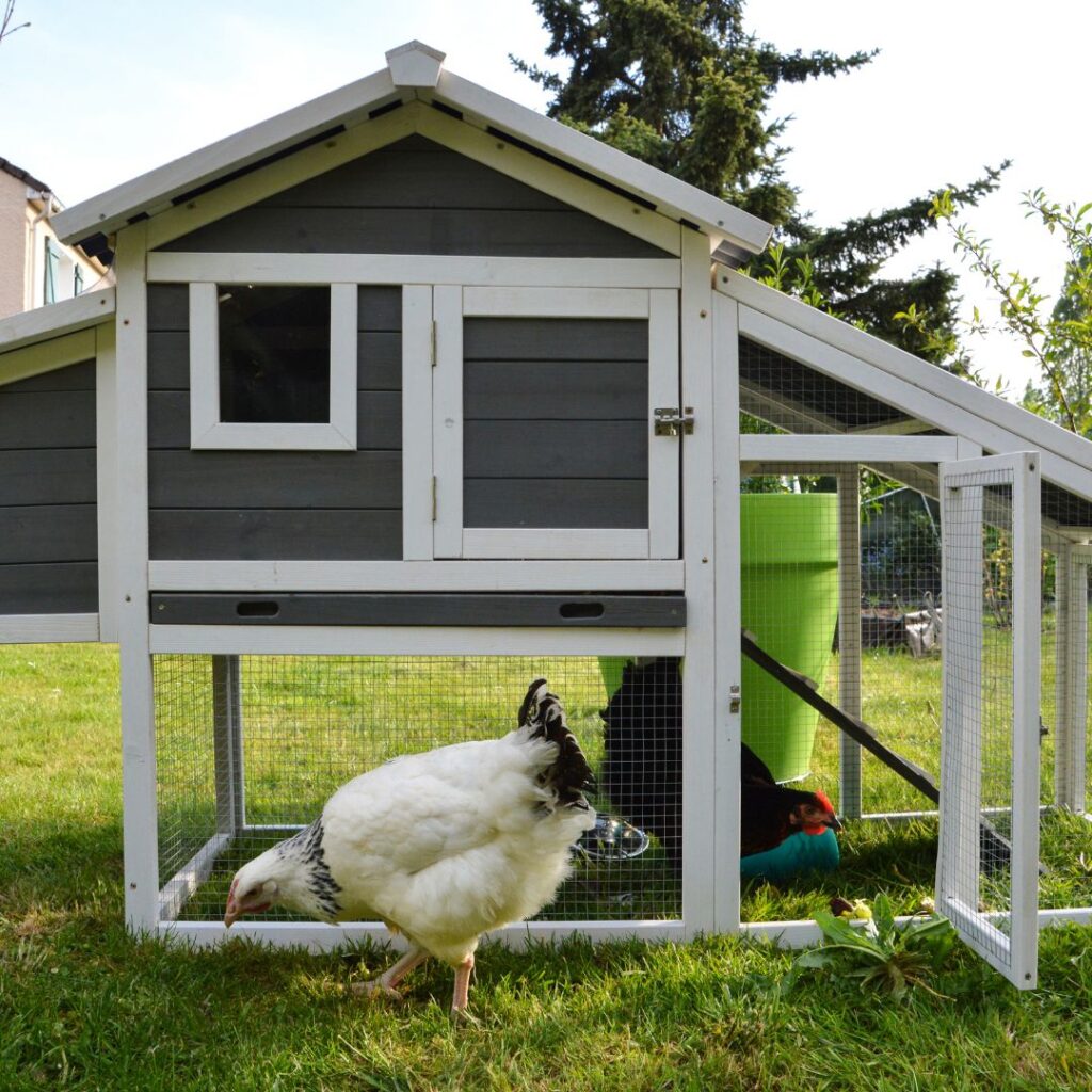 raising backyard chickens - tips for beginners. image of chicken coop with small run area