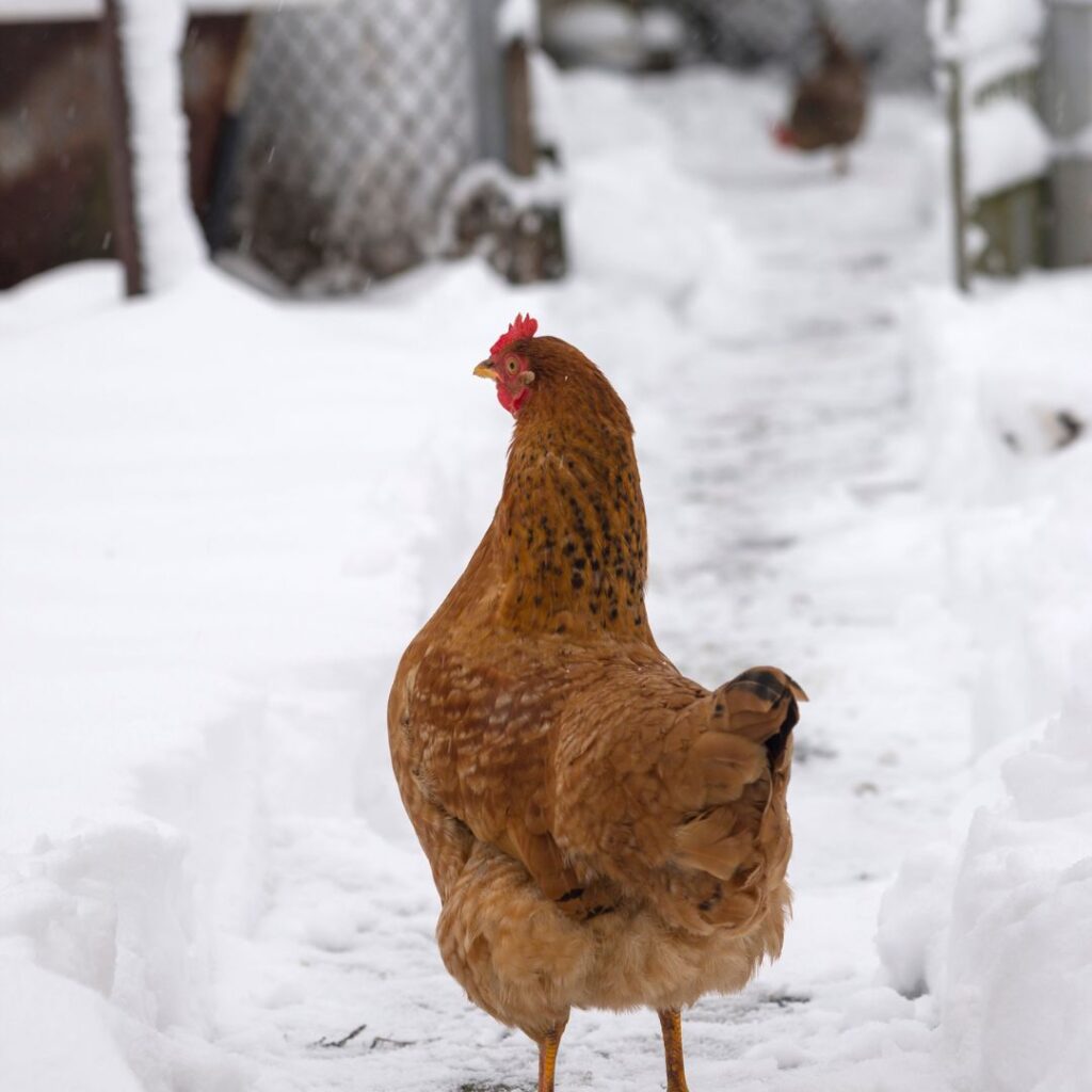 chicken care in winter months; image of chicken walking on snow