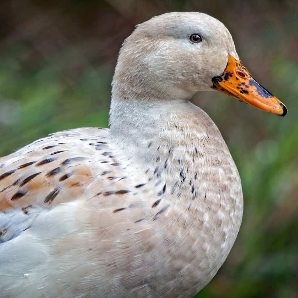 closeup of Welsh Harlequin Duck