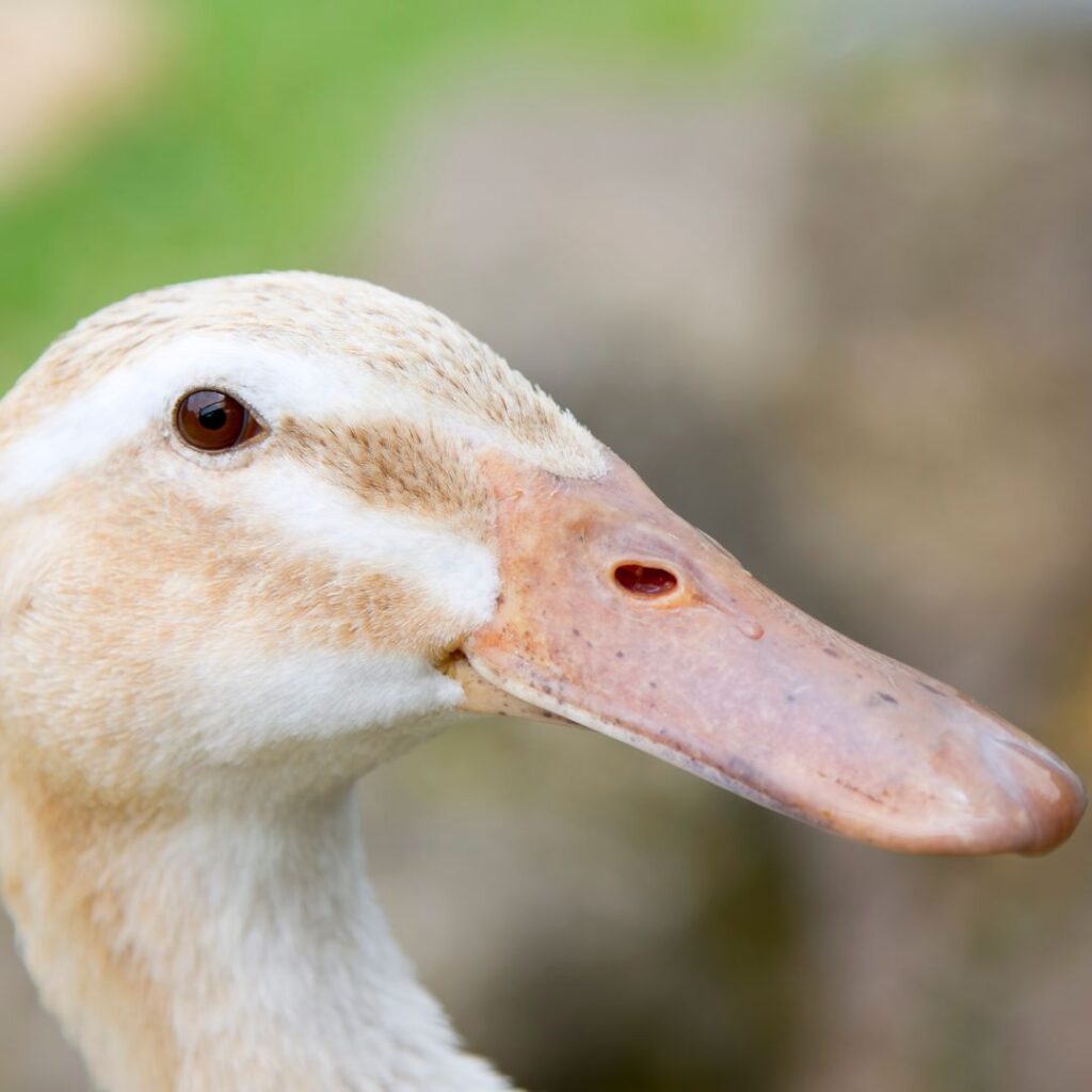 closeup of silver appleyard duck