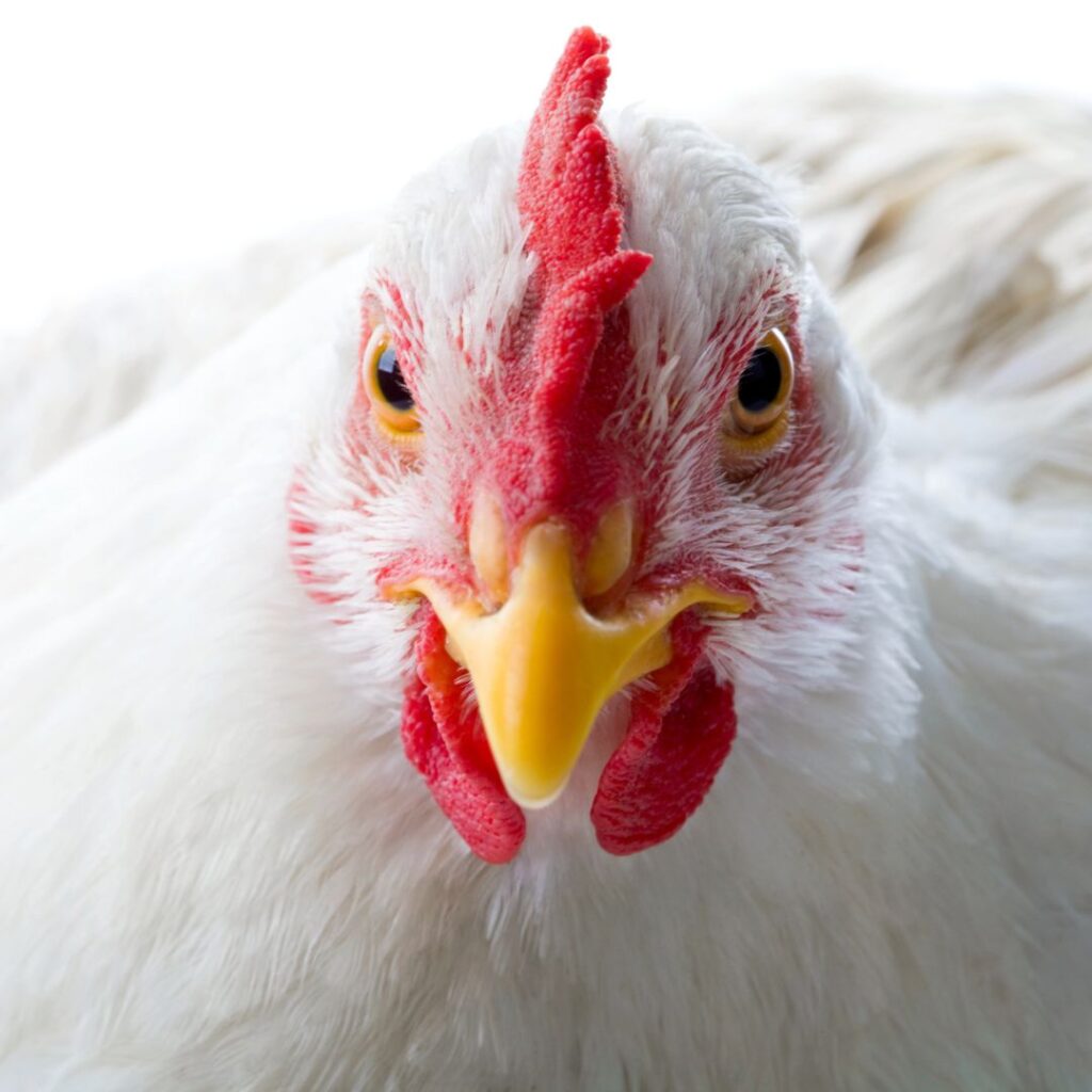 closeup of white chicken staring straight forward