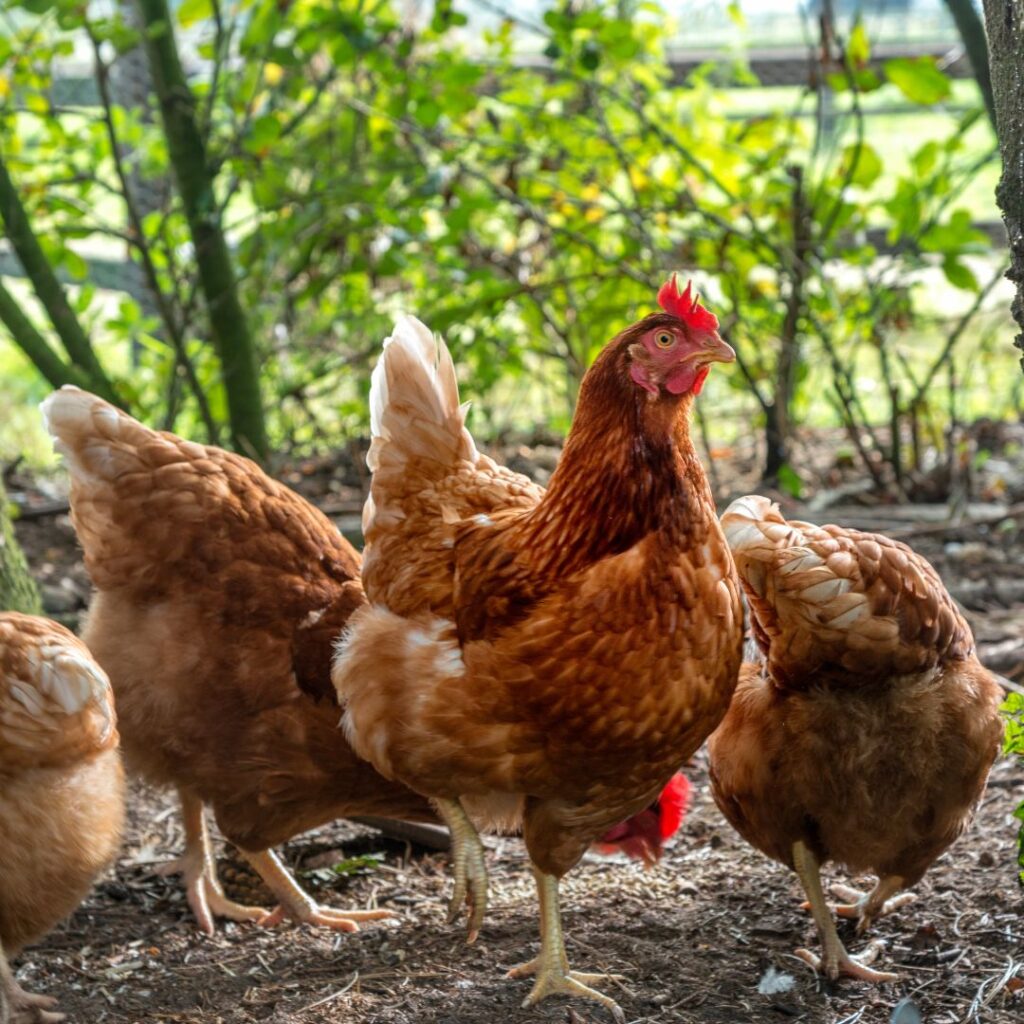 free range chickens foraging