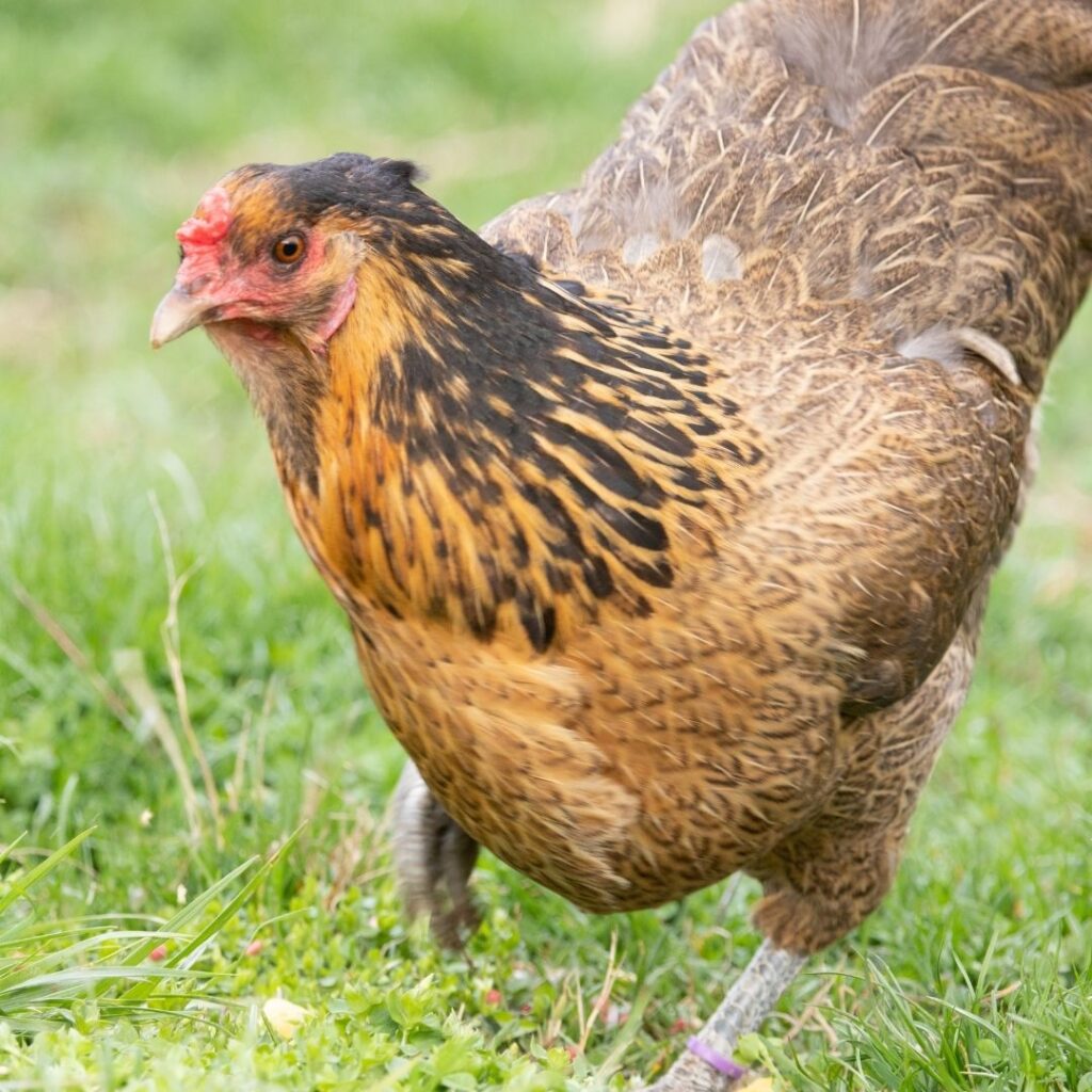 free range easter egg hen scratching ground