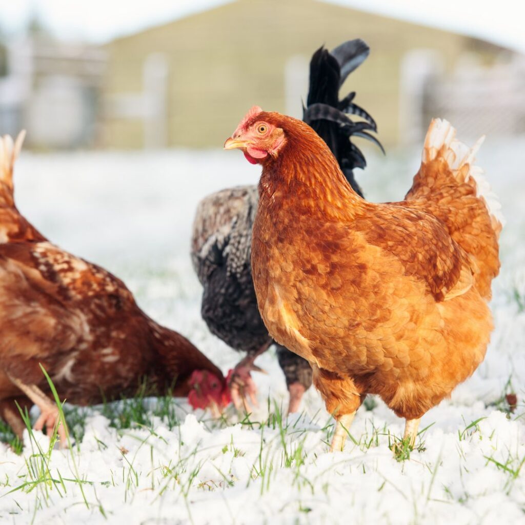 Chicken care in winter.free range hens foraging in snow covered grass in backyard