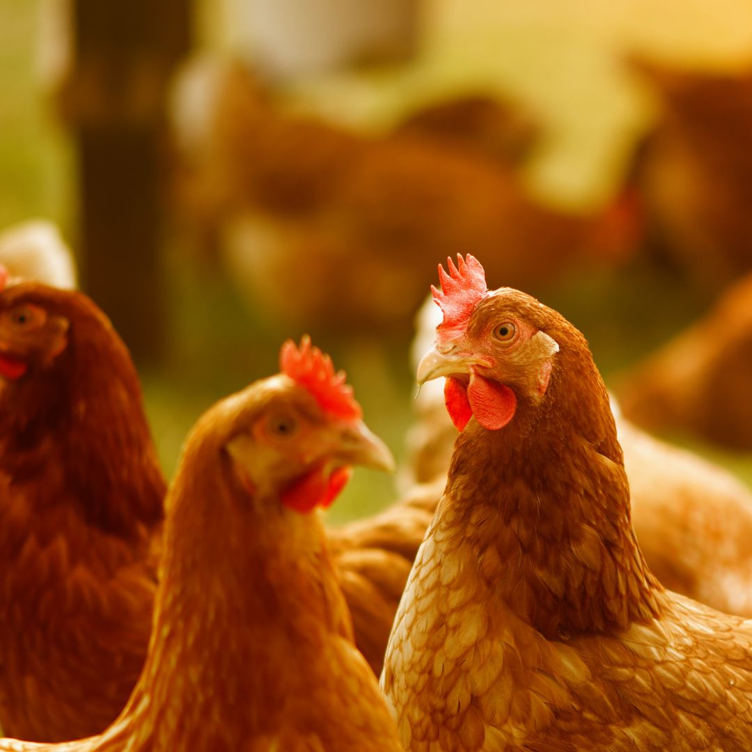 How Long Do Chickens Lay Eggs Age Production And More Gilmores 