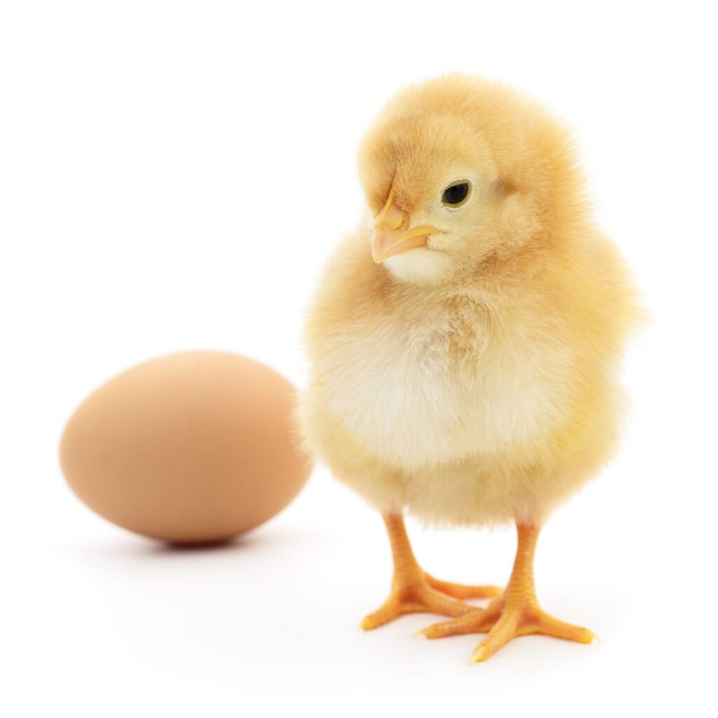how long do chickens lay eggs picture of fluffy yellow baby chick