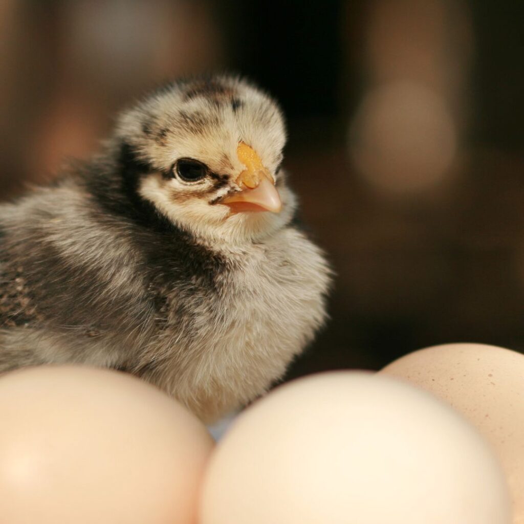 how long do chickens lay eggs picture of grey and beige baby chick