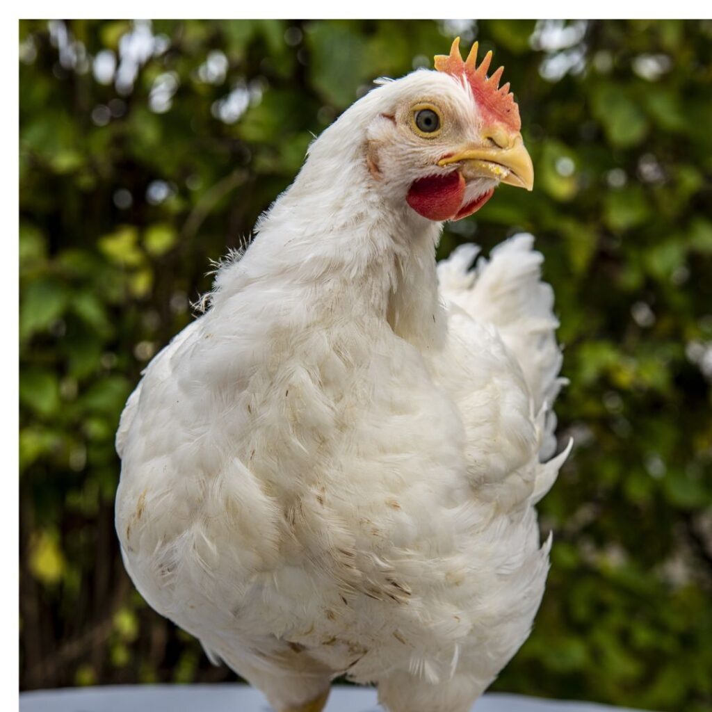 how long do chickens lay eggs picture of old white chicken