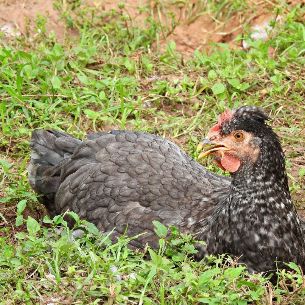 olive egger hen resting in yard