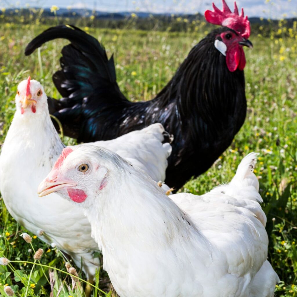 one black rooster and two white hens in pasture