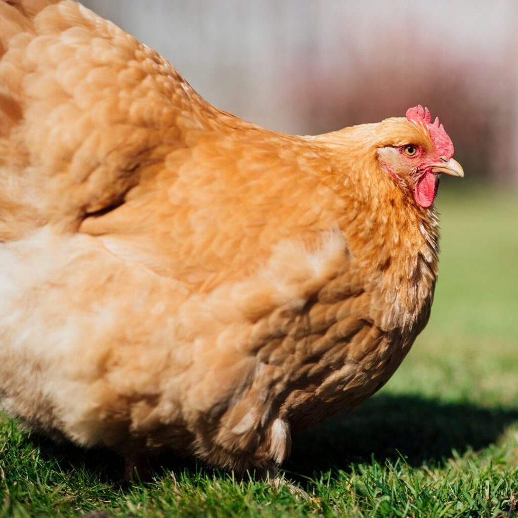 Best Cold-Hardy Chicken Breeds — K&H Pet Products