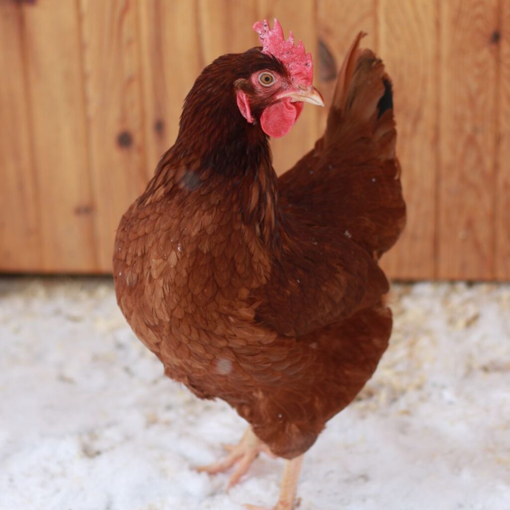 rhode island red in the snow in front of chicken coop