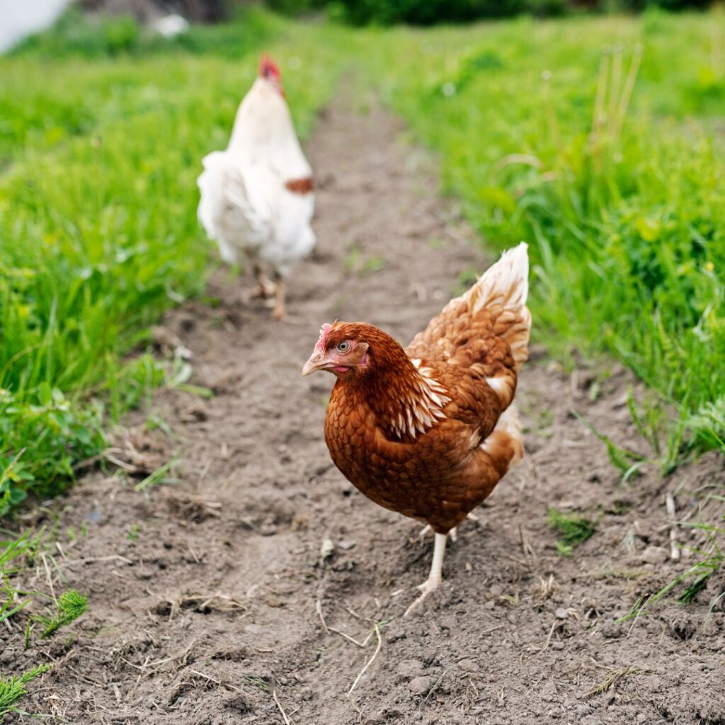 tips on raising chickens for beginners