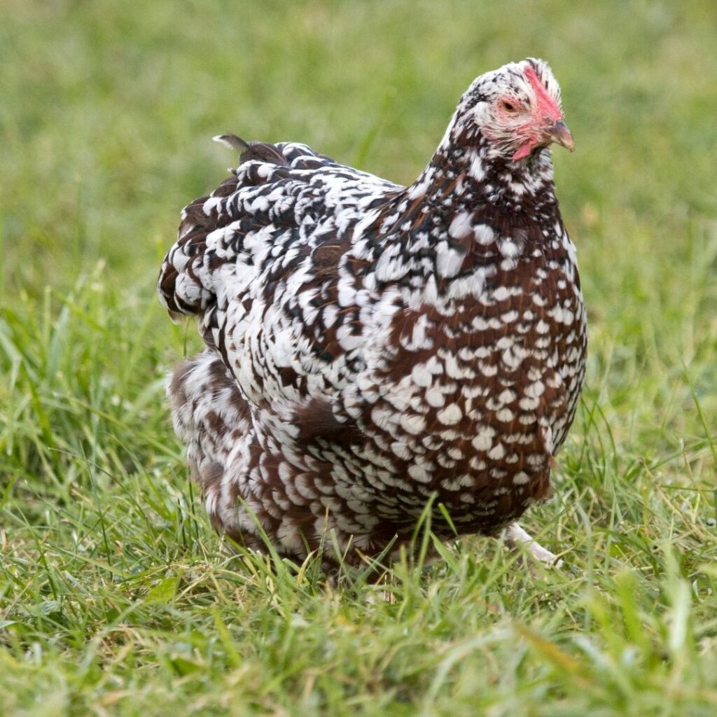 speckled sussex hen