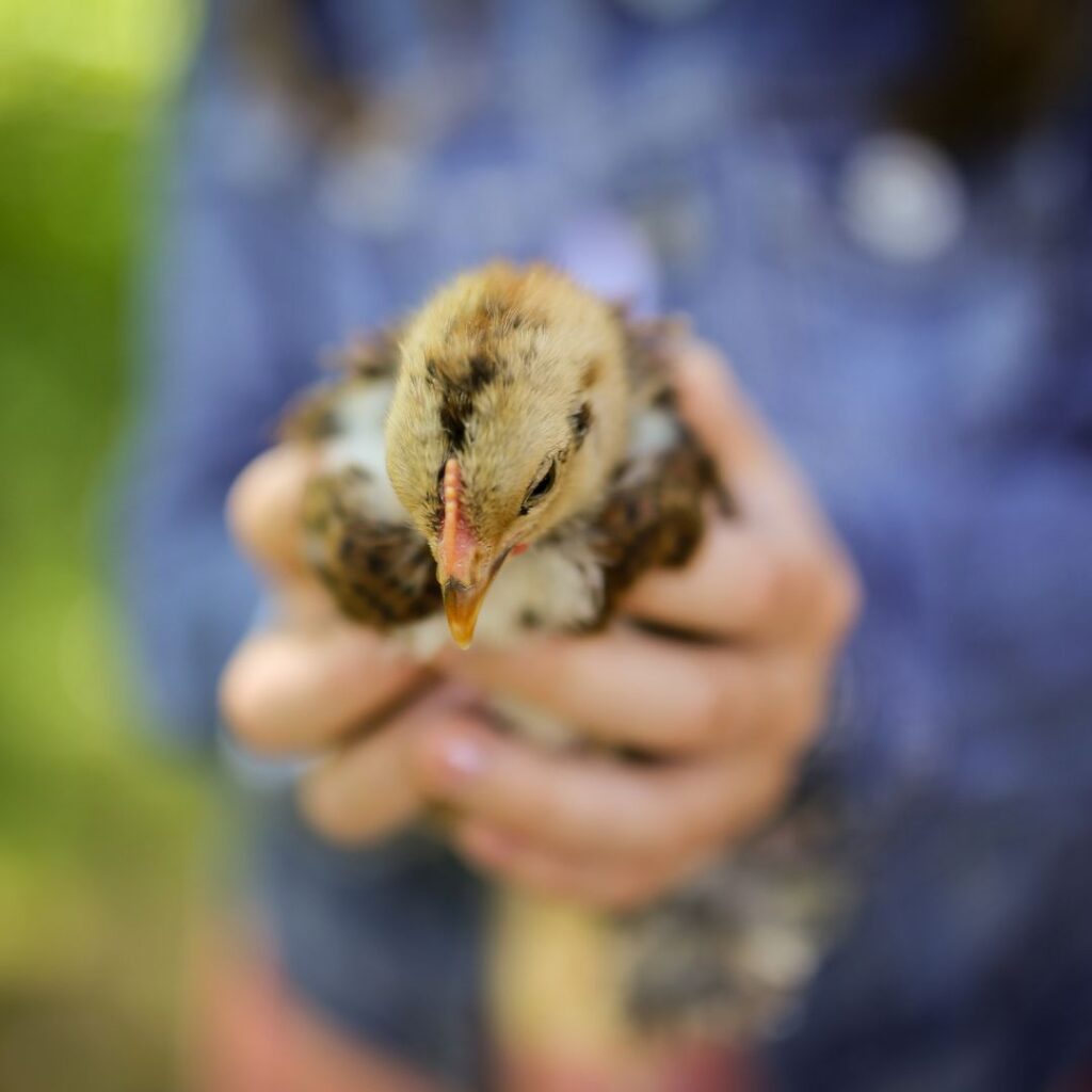 aising chickens tips for beginners. image of a young chicken in a little girls hands