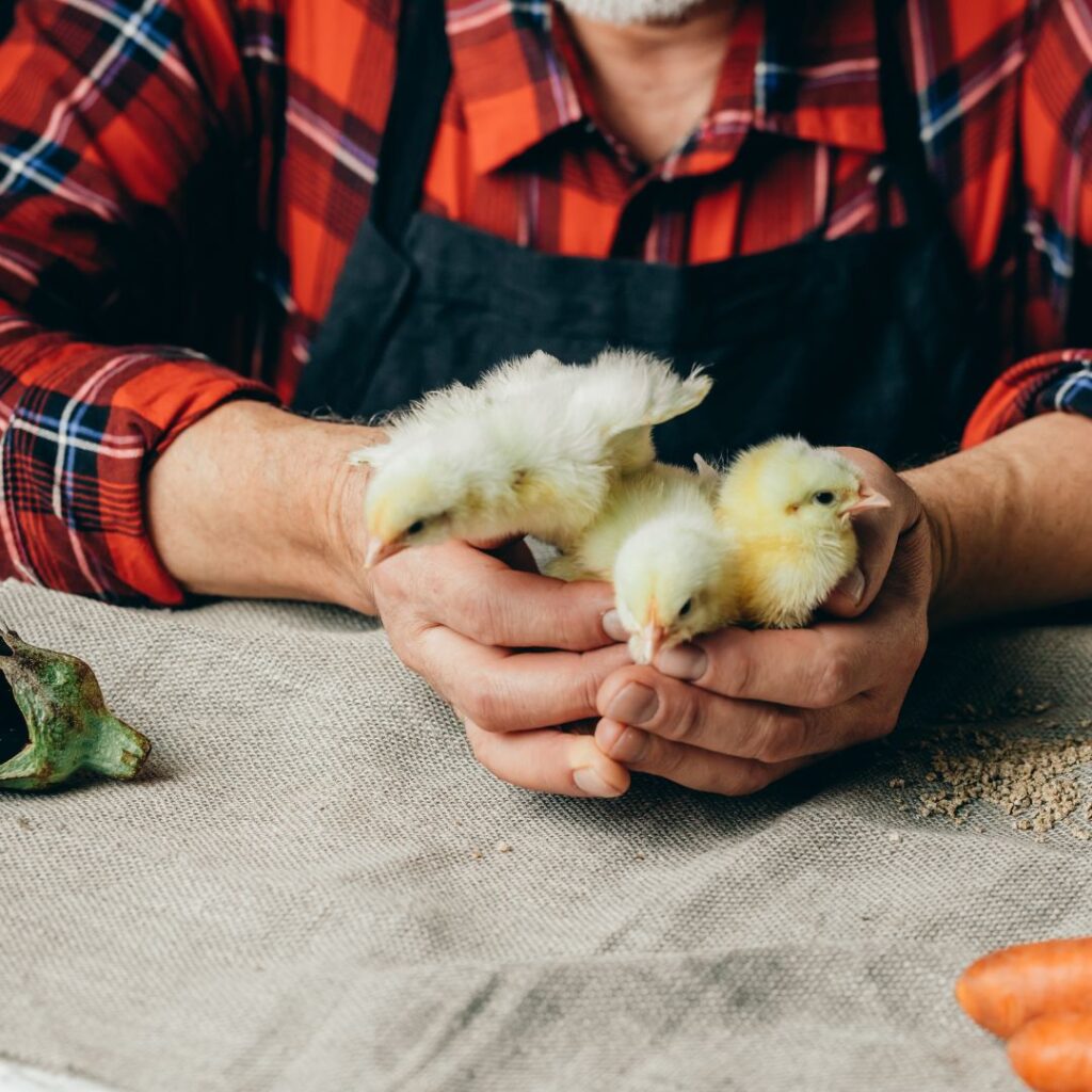 raising backyard chickens - tips for beginners. image of man in red plaid shirt holding 3 baby chicks