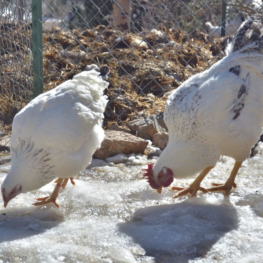 two delaware chickens pecking at ice on ground, another of the cold hardy breeds