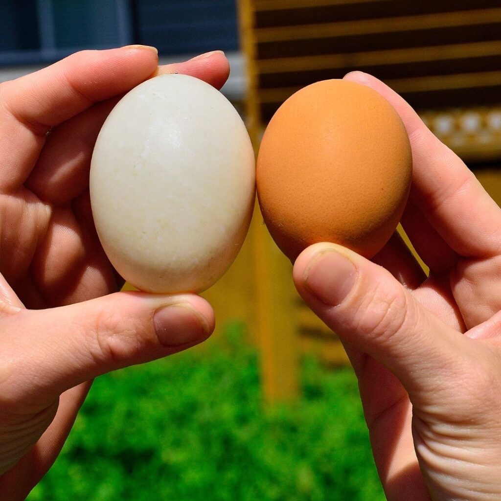 two hands holding duck egg on left  and chicken egg on right 