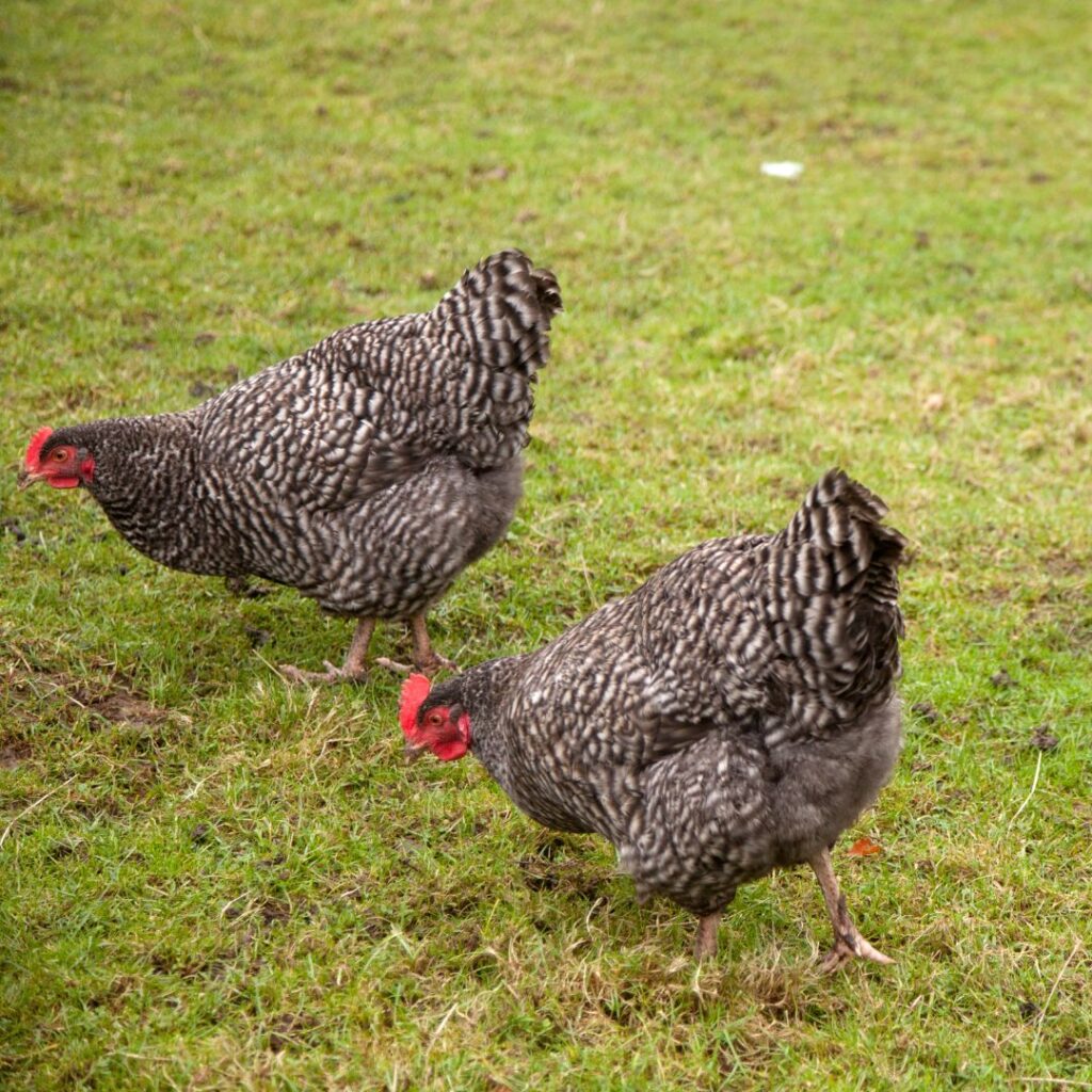 two hens foraging in a backyard