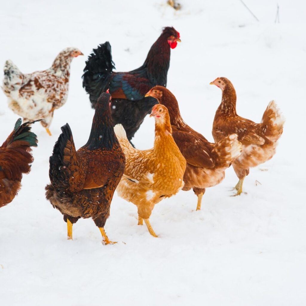 various cold hardy chicken breeds outdoors in snow