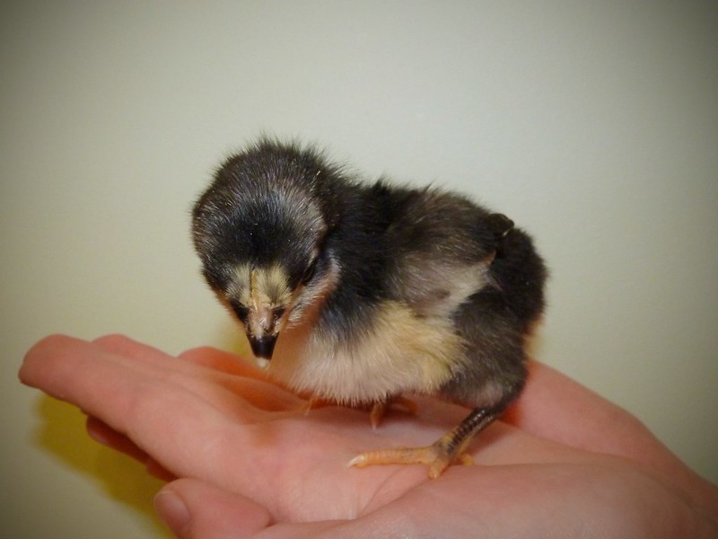 Jersey Black Giant Baby Chick