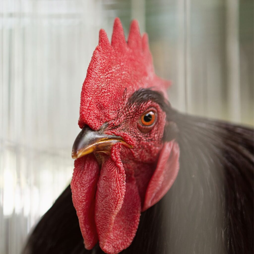 Jersey Black Giant Rooster