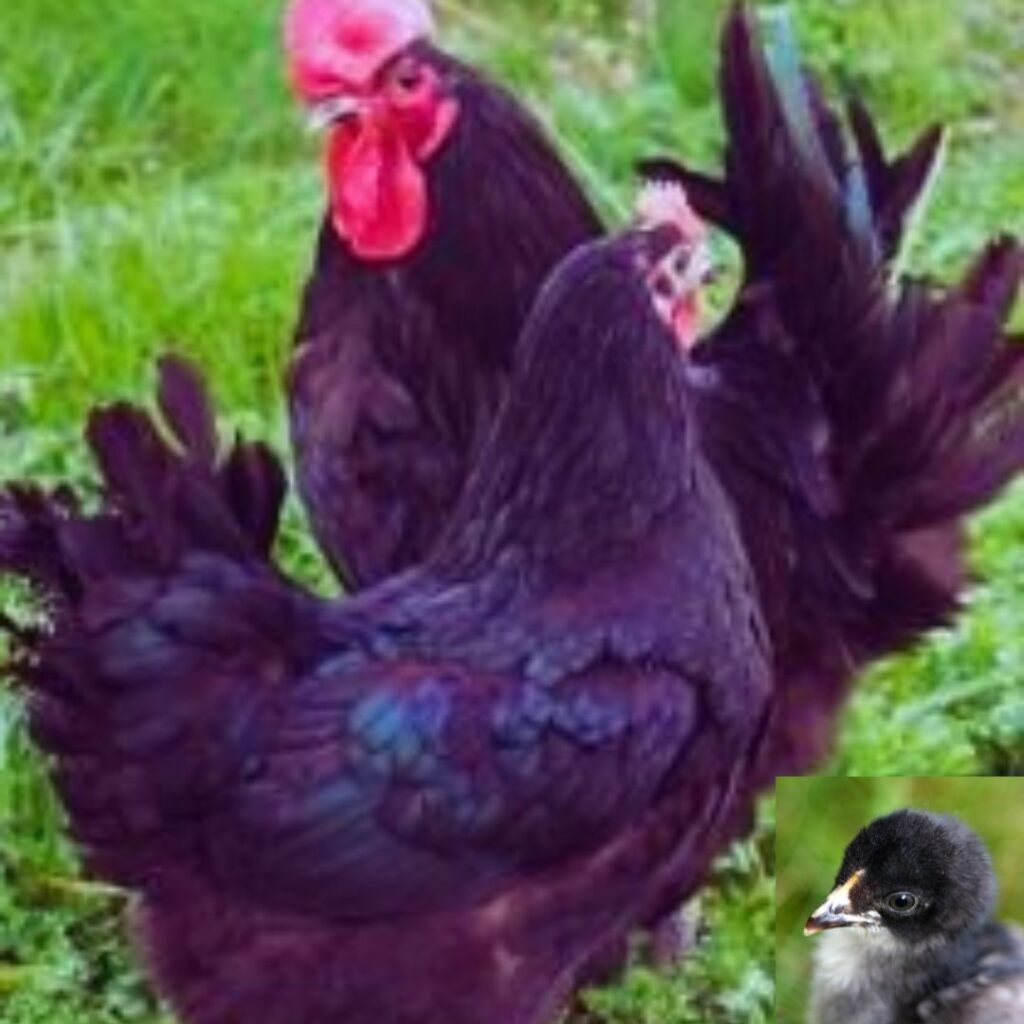 Jersey Black Giant Rooster and hen baby chick photo in left bottom corner