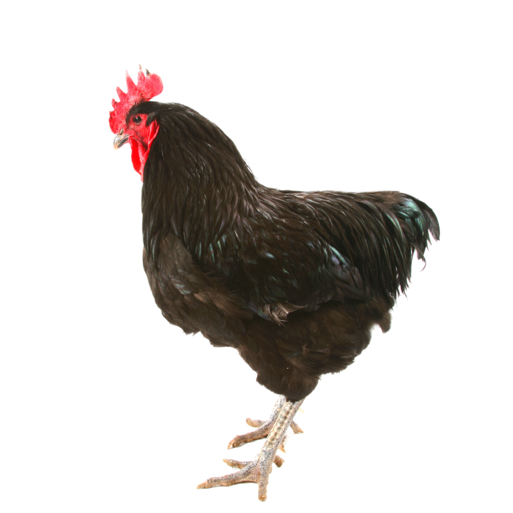 Jersey Giant Chickens can weight 13-15 pounds. Image of Jersey Black Rooster