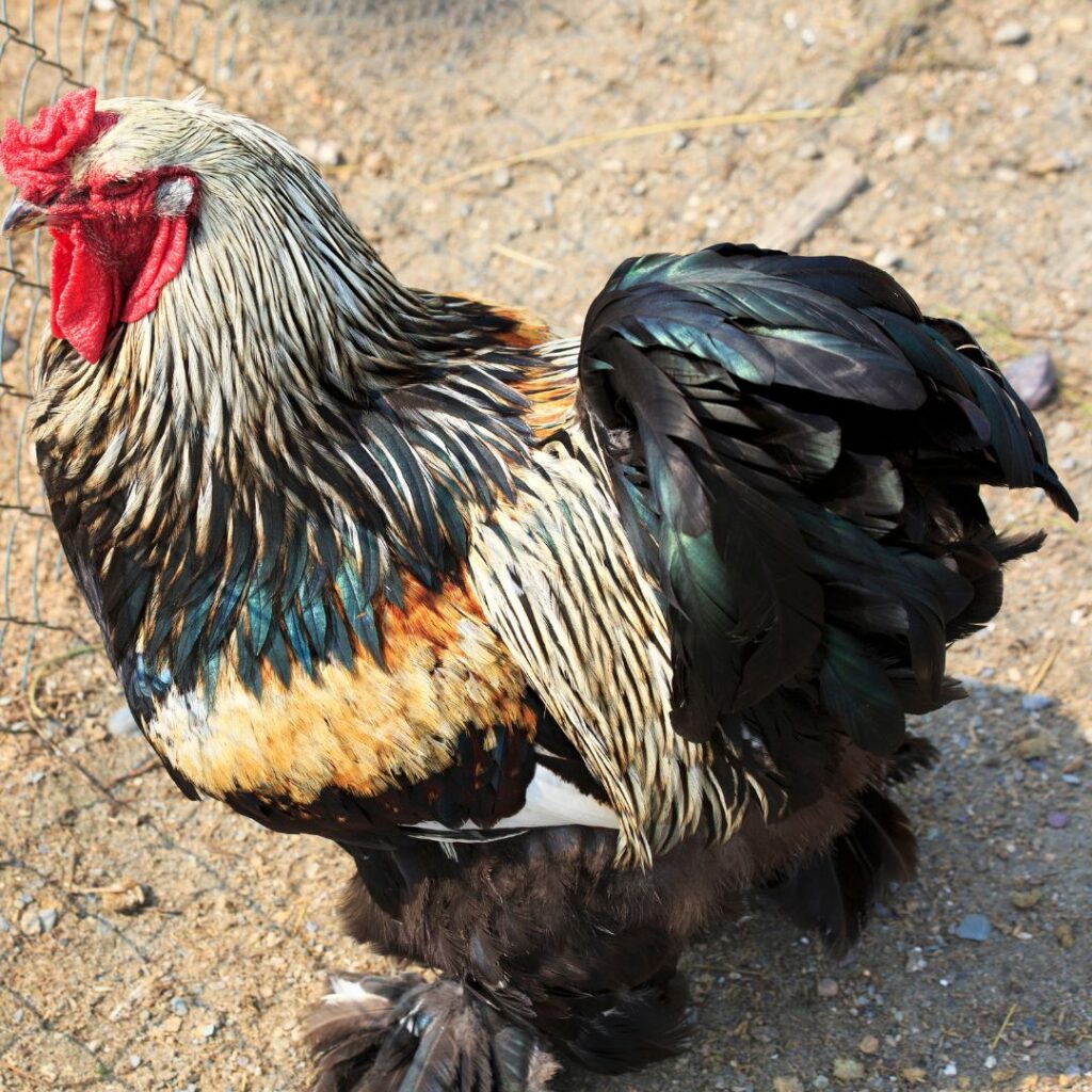 blue partridge brahma rooster do brahma roosters have spurs under those feathers? yes, they do. young brahma rooster