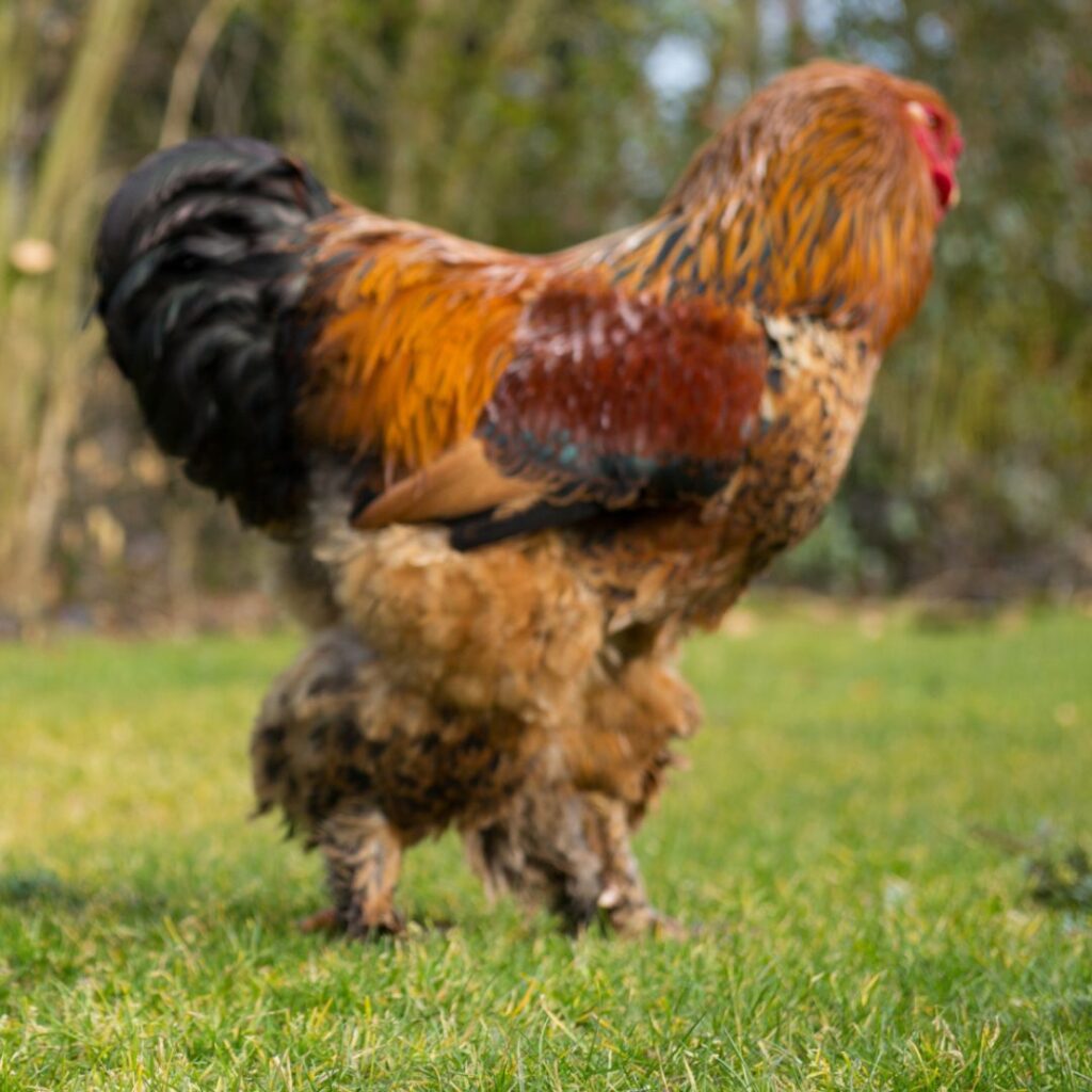 blue partridge brahma rooster