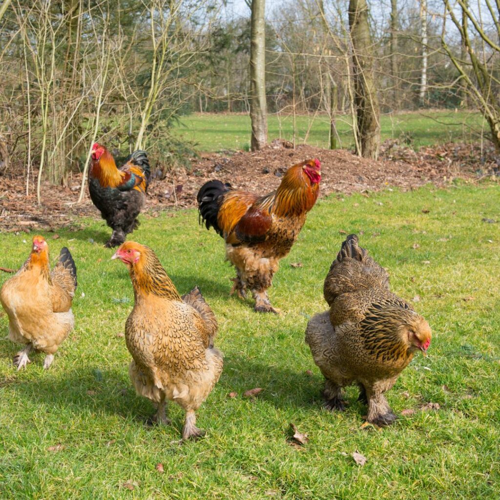 brahma mixed flock, brahama chickens