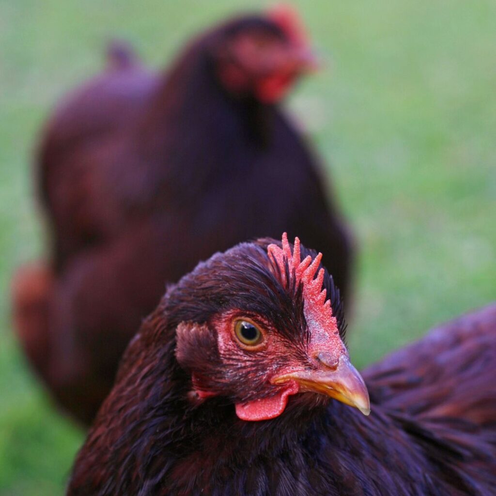 Rhode Island Red Chicken All You Need to Know