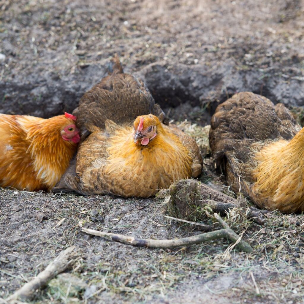 chickens created their own dust bath area