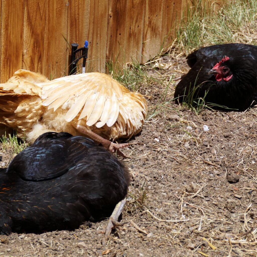 chickens enjoying warm sun and cool dirt