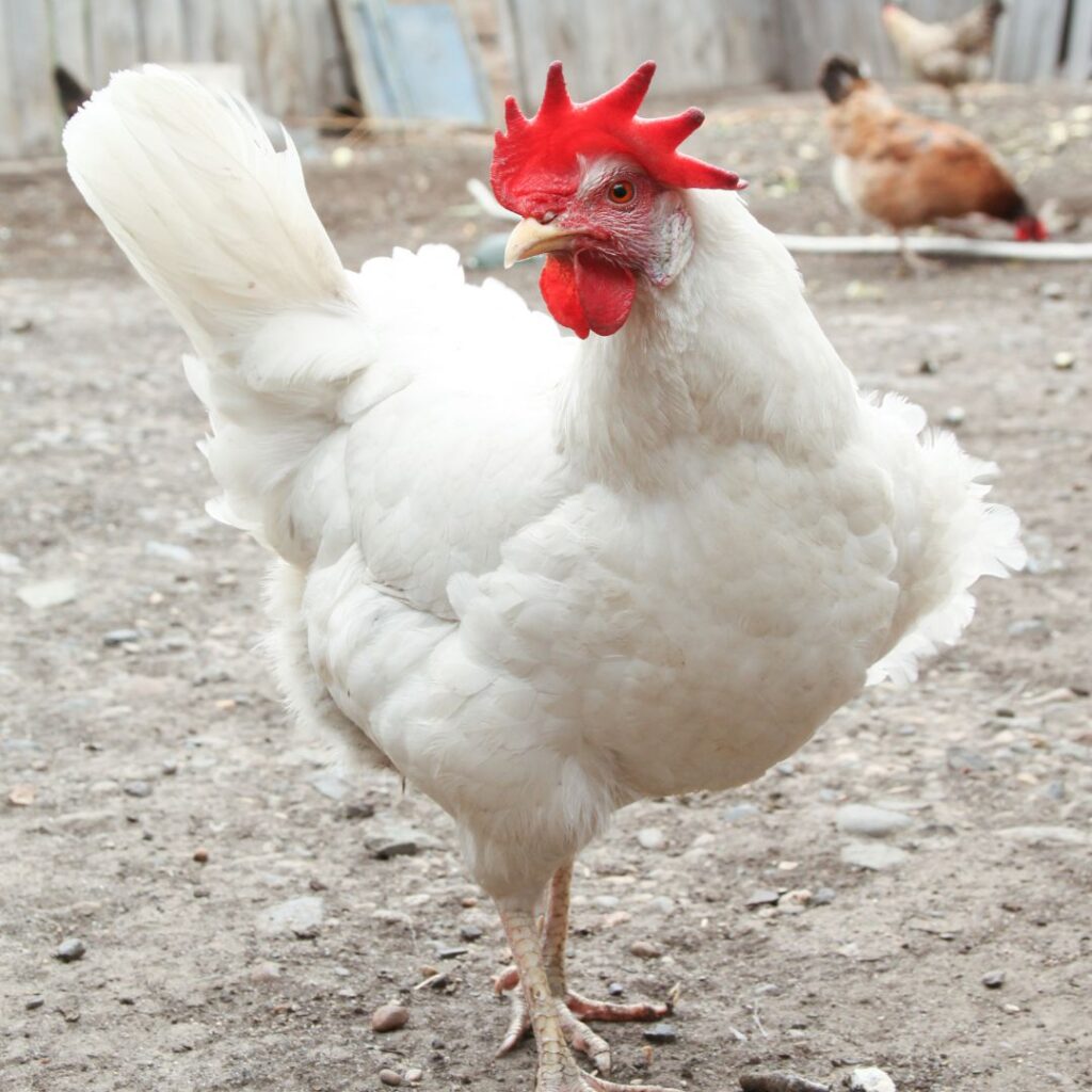 cornish chicken in coop run, cornish cross vs leghorn - leghorns have hardly any 'meaty' parts worthy of being a table bird