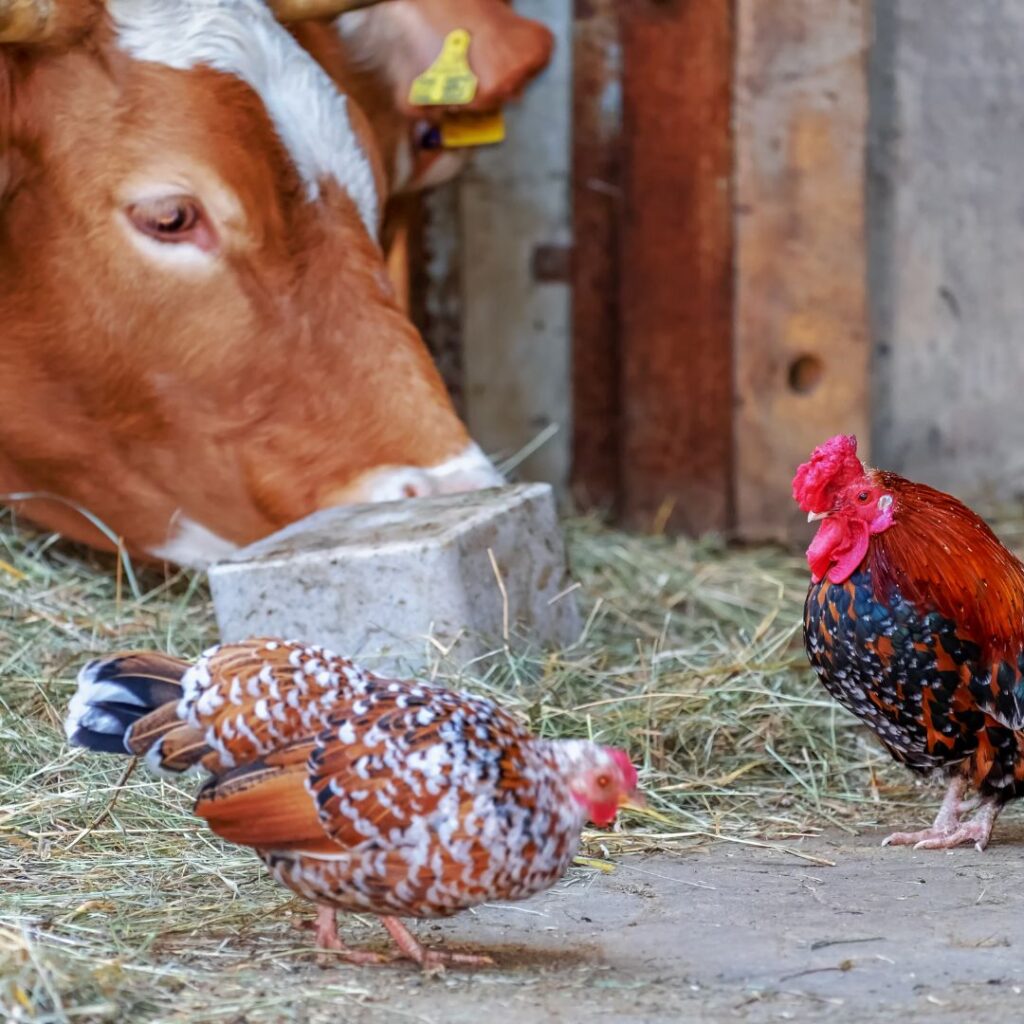 cow and two chickens on a farm