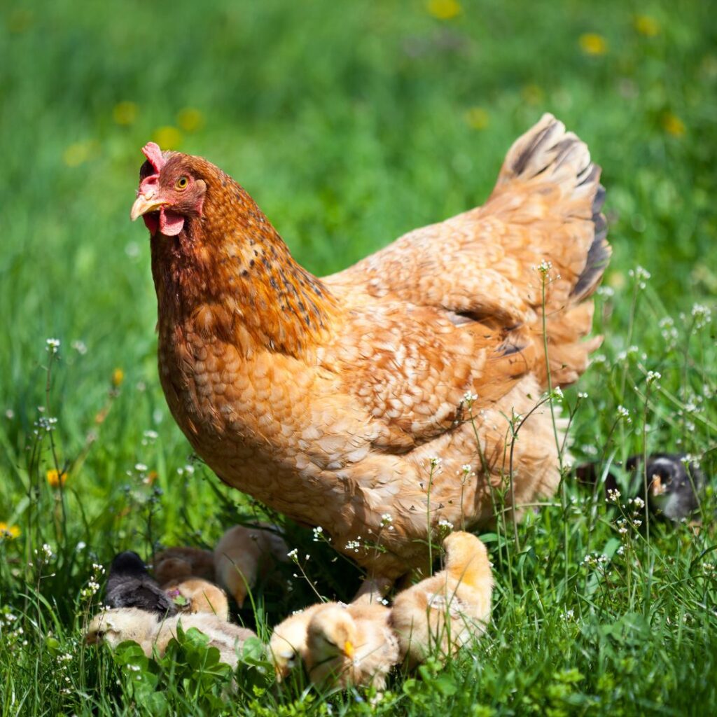 hen with baby chicks free-range in field