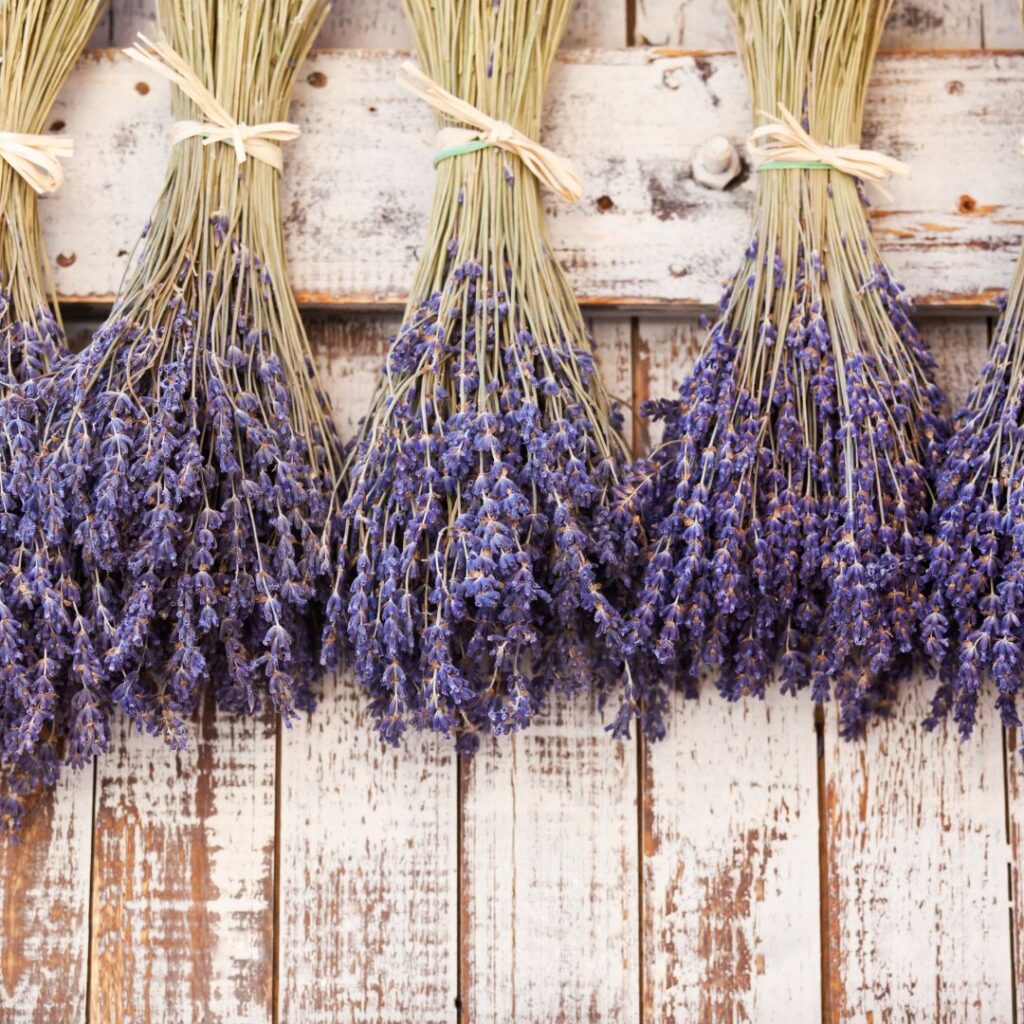 lavender bundles hung to dry