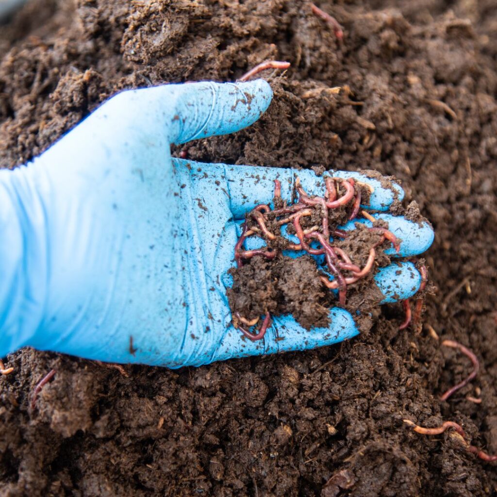 organic fertilizer with worms
